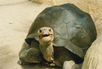 Die Schildkröte lebt im Loropark auf Teneriffa und lächelt Dich an