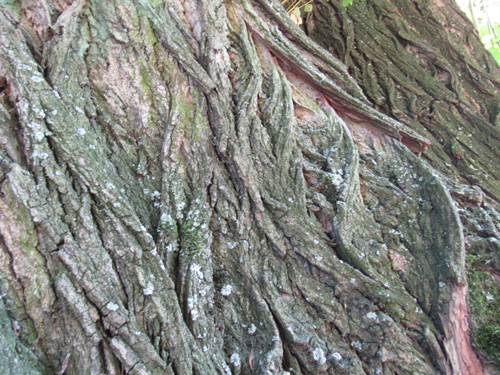 Baum im Lietzenseepark, Silja Korn