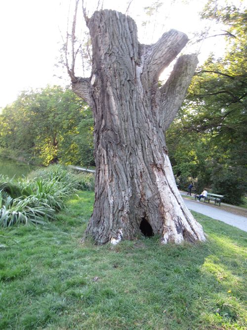 Baum im Lietzenseepark, Silja Korn