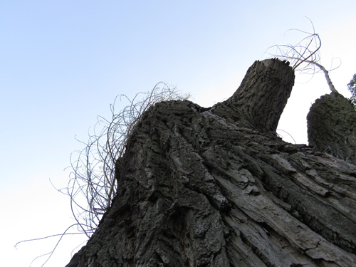 Baum im Lietzenseepark, Silja Korn