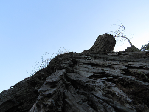 Baum im Lietzenseepark, Silja Korn