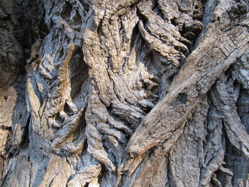 Baum im Lietzenseepark, Silja Korn