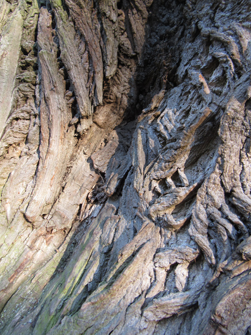 Baum im Lietzenseepark, Silja Korn