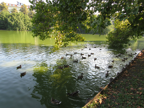 Enten auf dem See im Lietzenseepark, Silja Korn