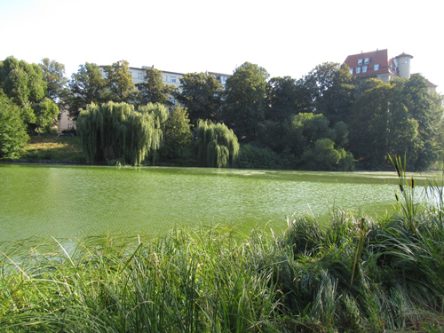 Der See im Lietzenseepark, Silja Korn