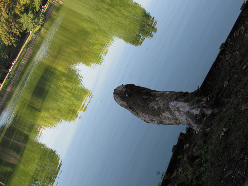 Baumstamm am Wasser im Lietzenseepark, Silja Korn