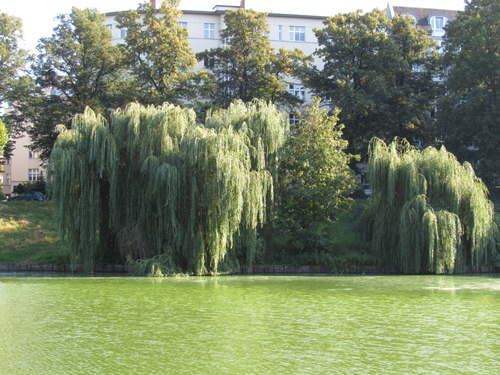 Enten auf dem See im Lietzenseepark, Silja Korn