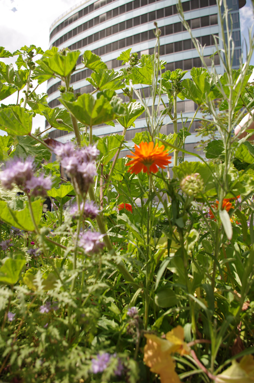 Silja Korn, Blumenfoto