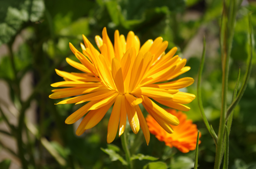 Silja Korn, Blumenfoto