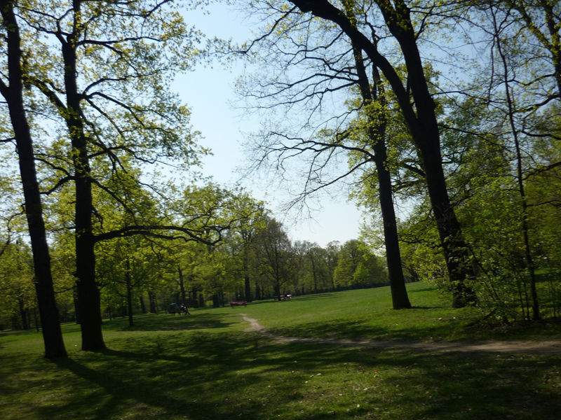 Bäume im Park